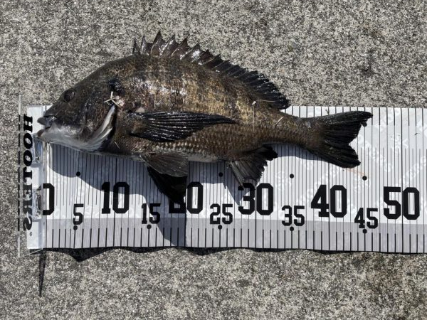 イチノ兄弟、釣果!