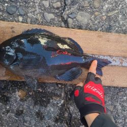 和歌山市串本出雲（谷口渡船）でグレ釣り大会