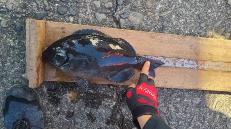 和歌山市串本出雲（谷口渡船）でグレ釣り大会