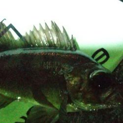 メバルシーズン到来