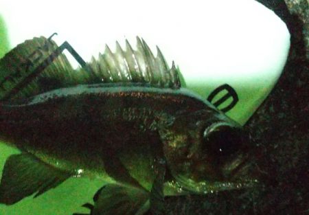 メバルシーズン到来