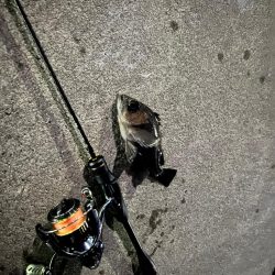 泉南メバリング