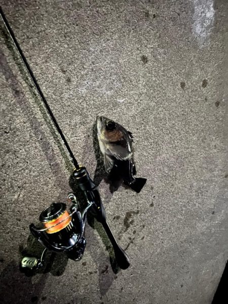 泉南メバリング