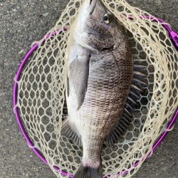 夕まずめチニング！