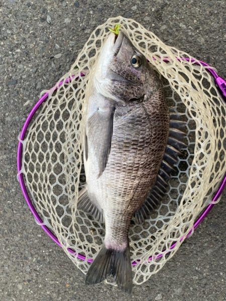 夕まずめチニング！