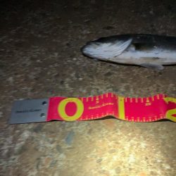 3投目で見事ヒット❗️しかしその後アタリ無し