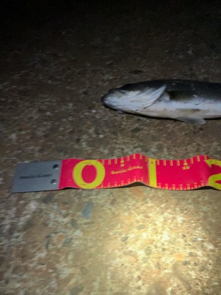 3投目で見事ヒット❗️しかしその後アタリ無し