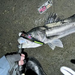 ポカポカから極寒シーバス