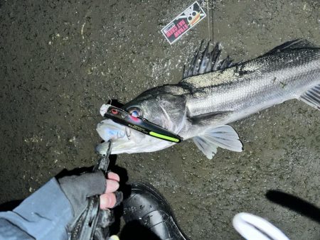 ポカポカから極寒シーバス