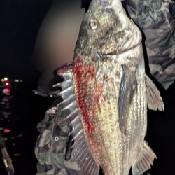 好調！　チヌジギング