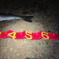 干潮でシーバスのアタックが美しく