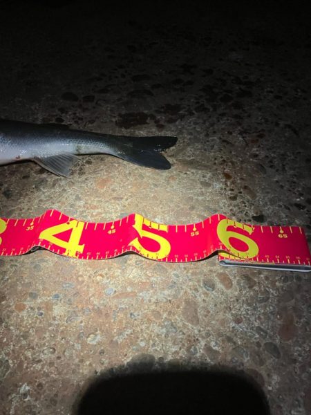 干潮でシーバスのアタックが美しく