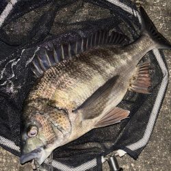 ヘチってきました