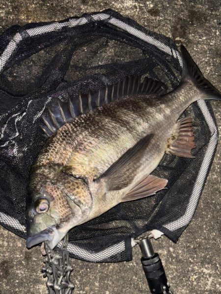 ヘチってきました