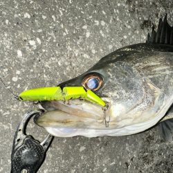 もう再販して欲しい!上州屋浦安店さんお願い!