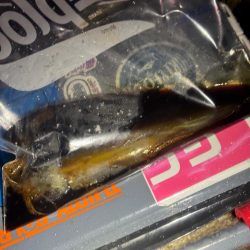 降雪ヤリイカ狙い