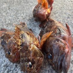 ガシリング　好調です