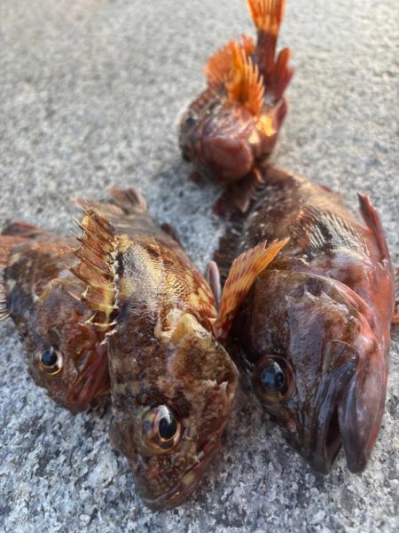 ガシリング　好調です