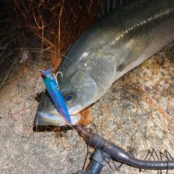 バレンタインデーフィッシュ‼️