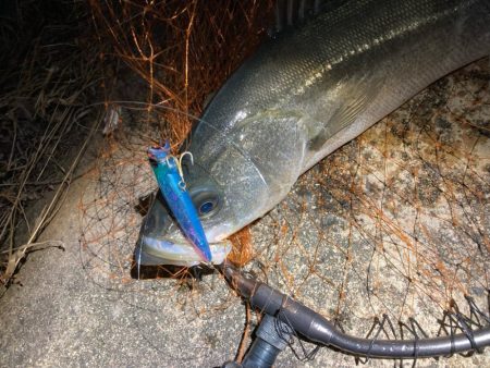 バレンタインデーフィッシュ‼️