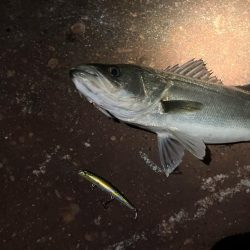 バチの姿は見えないが、バチ食いか?