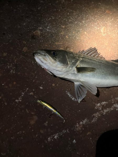 バチの姿は見えないが、バチ食いか?