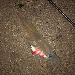 爆釣の道は遠い……