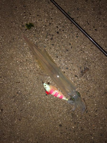 爆釣の道は遠い……