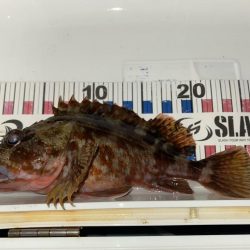 外道の1500gマダコ釣れた