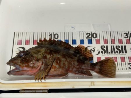 外道の1500gマダコ釣れた