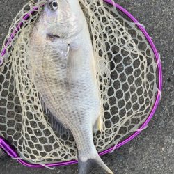 2週連続のつ抜け！