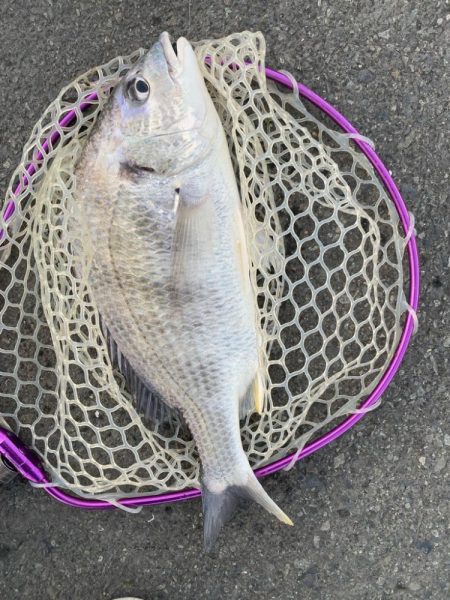 2週連続のつ抜け！