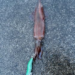 【小浜〜三方】2年ぶりヤリイカ狙いDay2