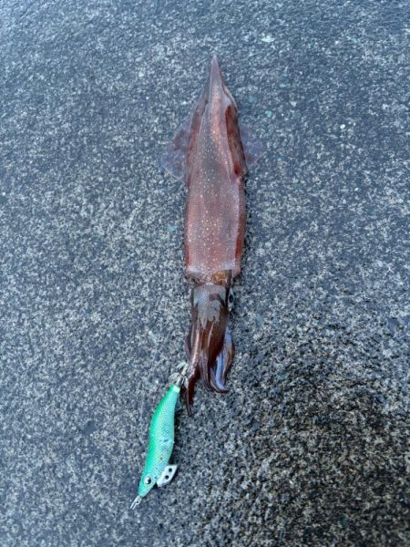 【小浜〜三方】2年ぶりヤリイカ狙いDay2