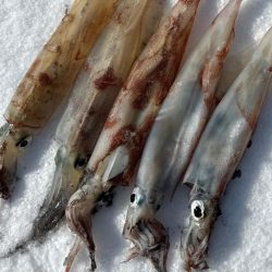 ヤリイカエギング、爆釣?