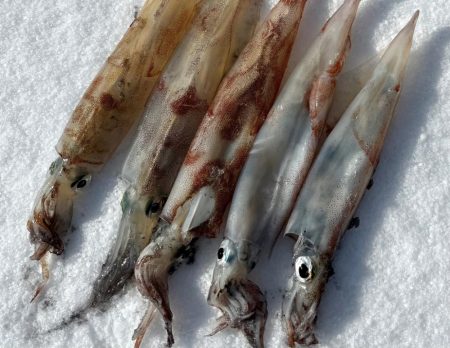 ヤリイカエギング、爆釣?