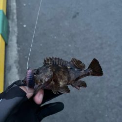 根魚ライトゲーム