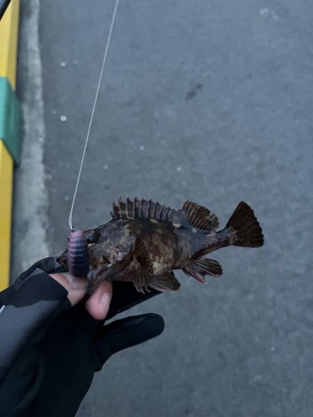 根魚ライトゲーム