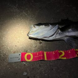 バチ抜けで悔しくもあと2cm！