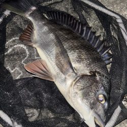 ヘチってきました