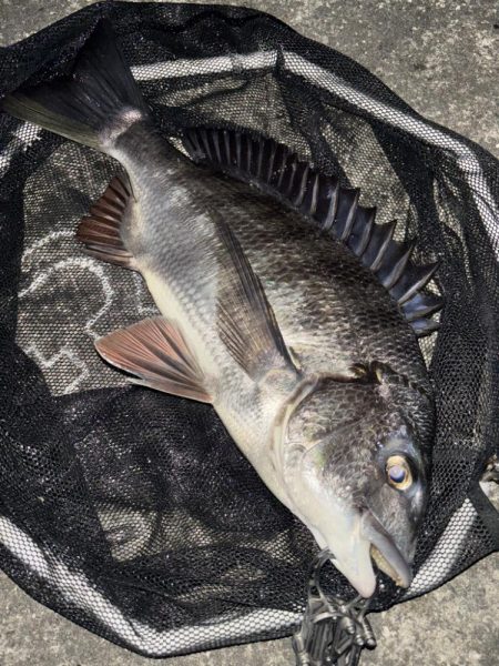 ヘチってきました