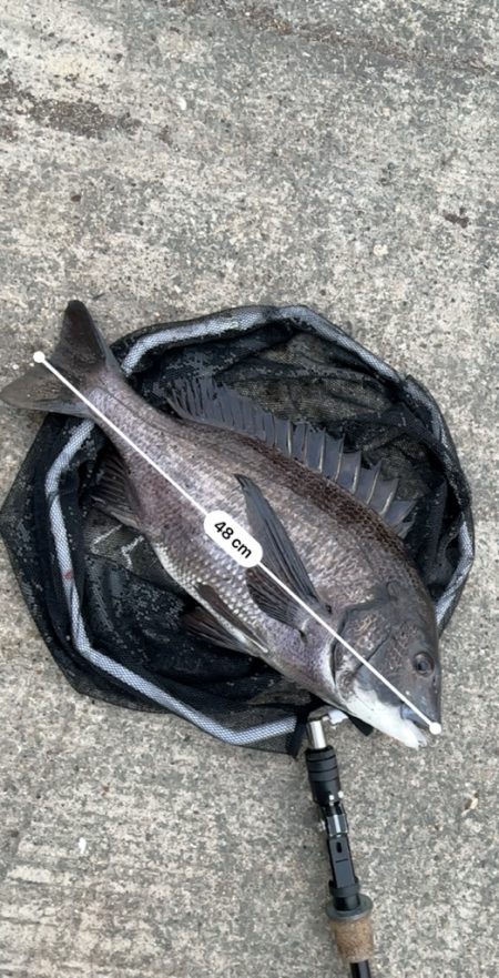 ヘチってきました