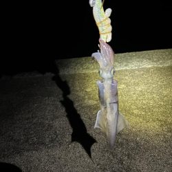 【小浜〜三方】2年ぶりヤリイカ狙い