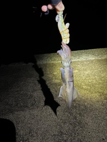 【小浜〜三方】2年ぶりヤリイカ狙い