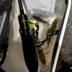 メバリング。。。?