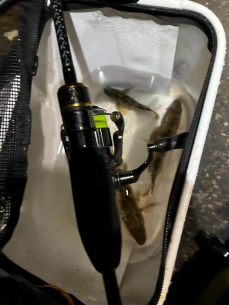 メバリング。。。?