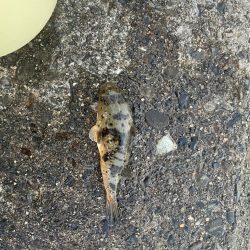 数釣りできます。サイズは…