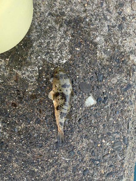 数釣りできます。サイズは…