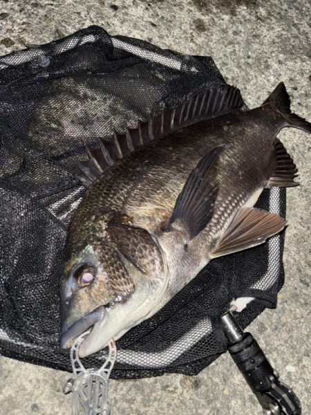 ヘチってきました