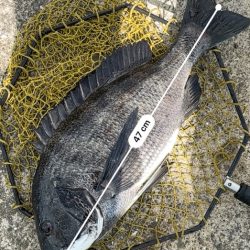 ヘチってきました